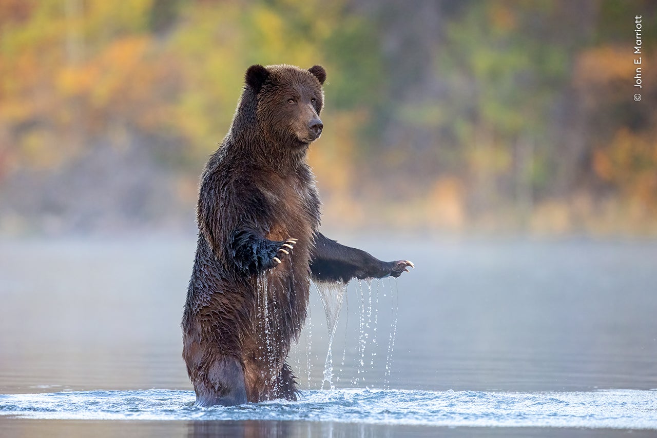 Photo: John E. Marriott / Wildlife Photographer of the Year