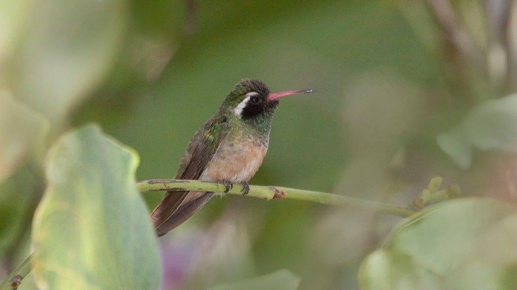 Photo: Wikimedia Commons