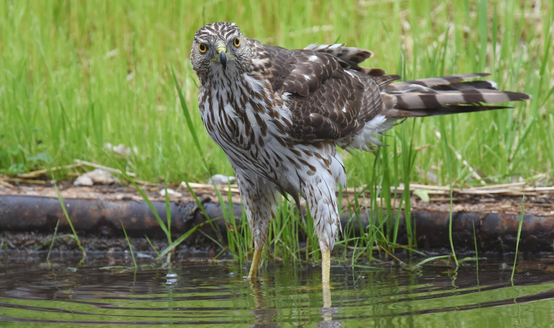 Photo: Wikimedia Commons