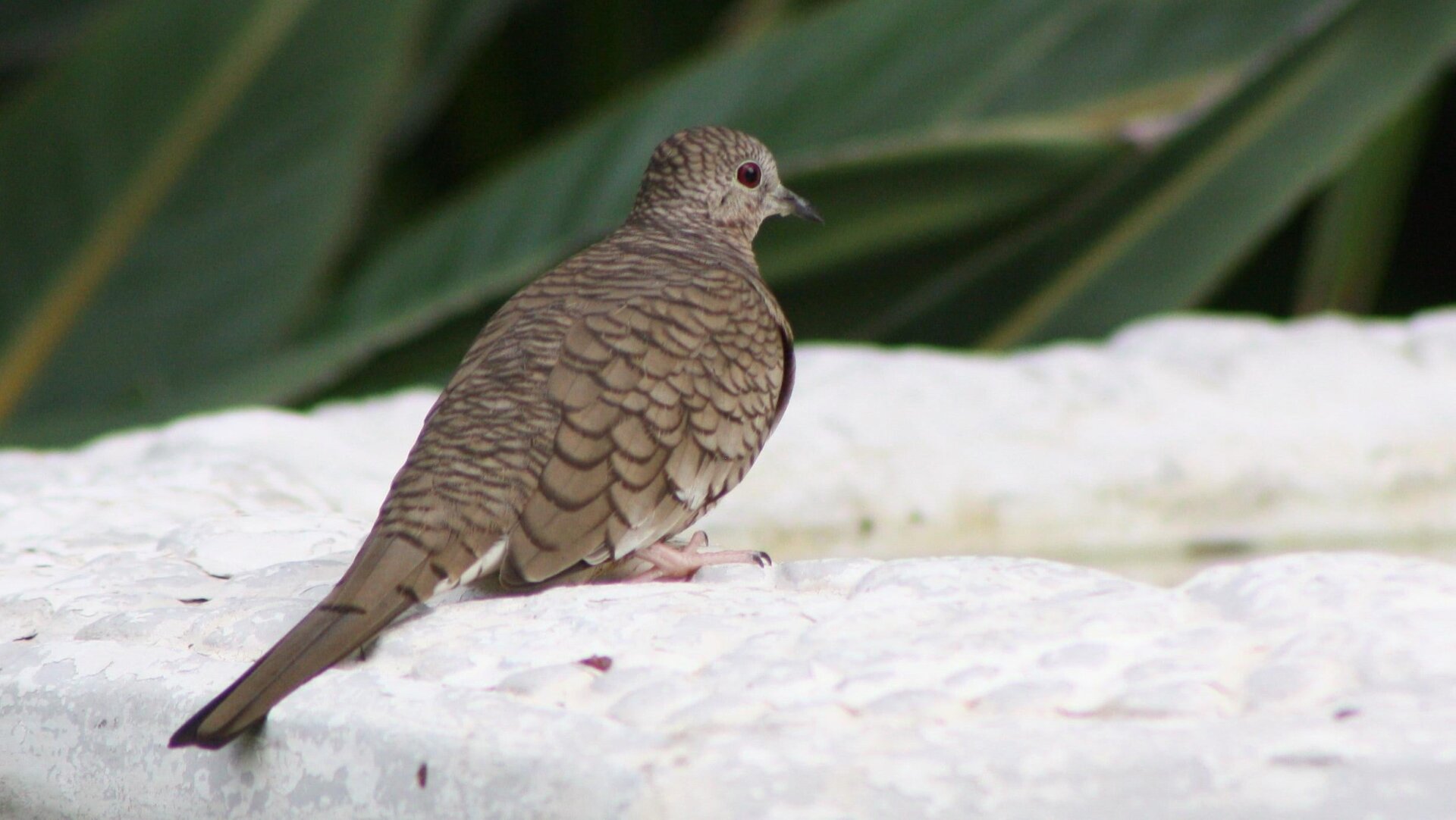 Photo: Wikimedia Commons