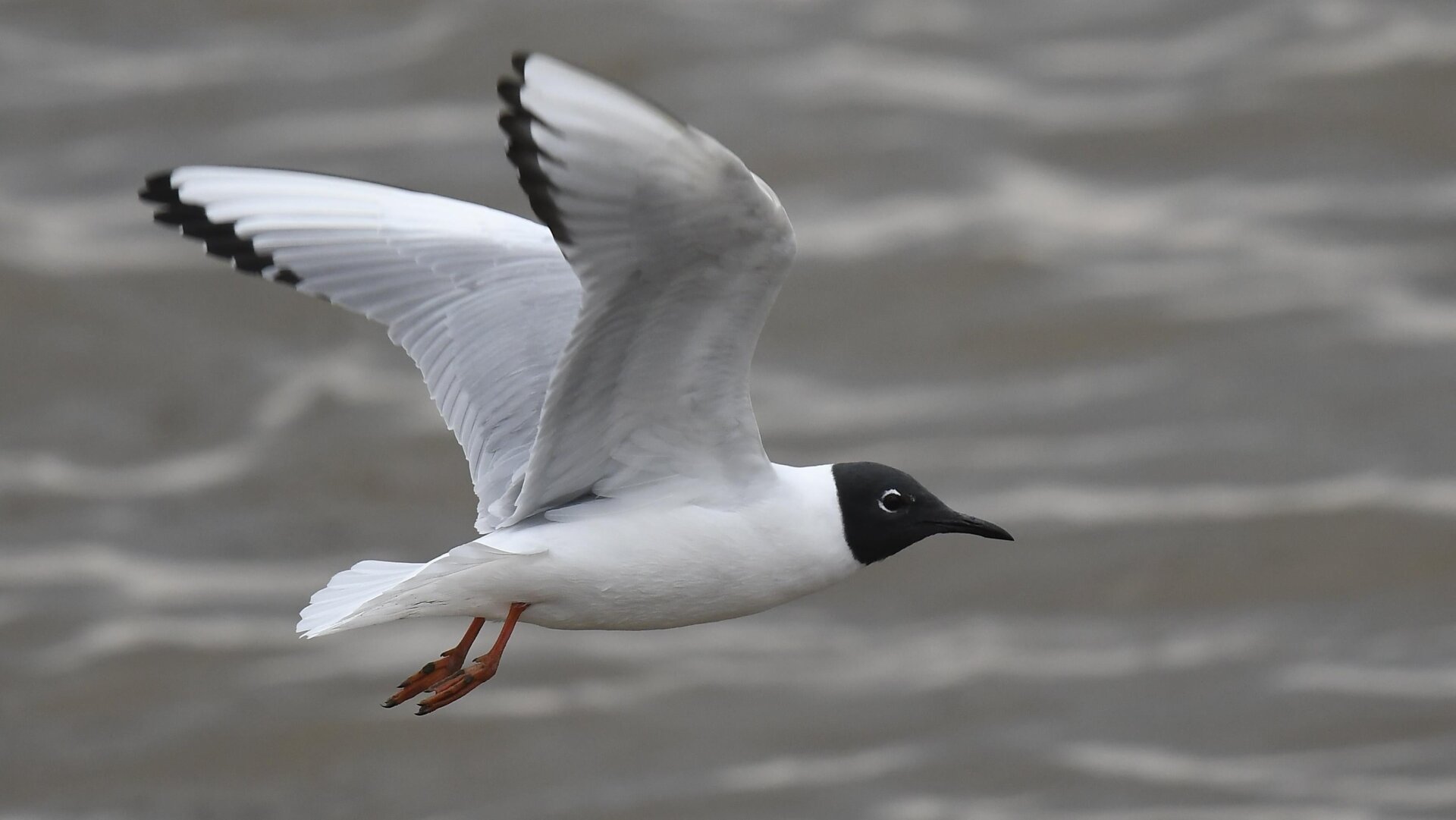 Photo: Wikimedia Commons