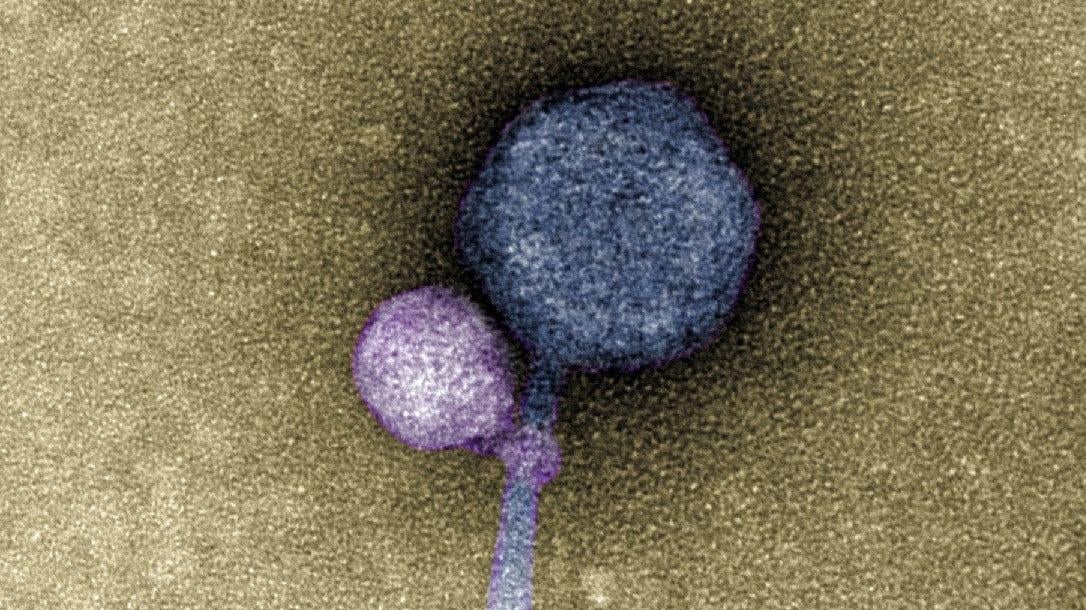 Una imagen coloreada del virus satélite recientemente descubierto “MiniFlayer” se adhirió a su virus auxiliar “MindFlayer”.