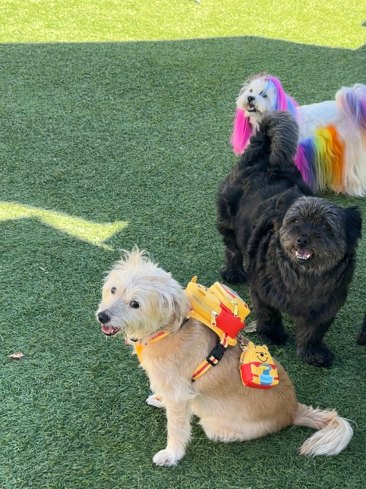 Photo: Sabina Graves/Gizmodo