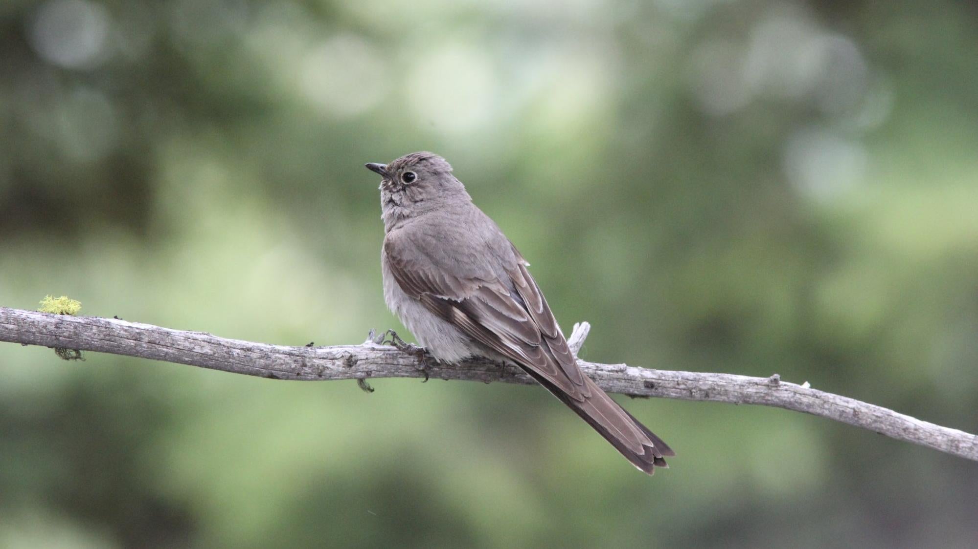 Photo: Wikimedia Commons