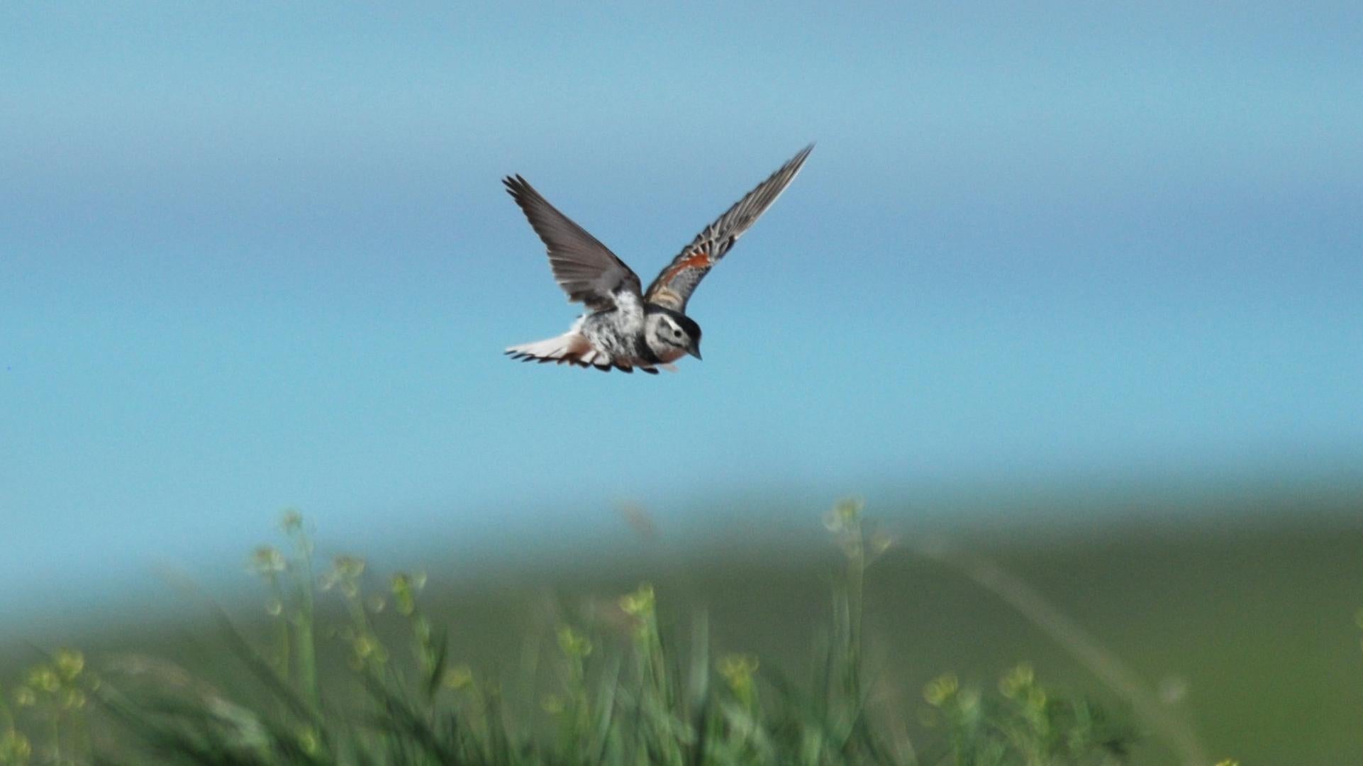 Photo: Wikimedia Commons