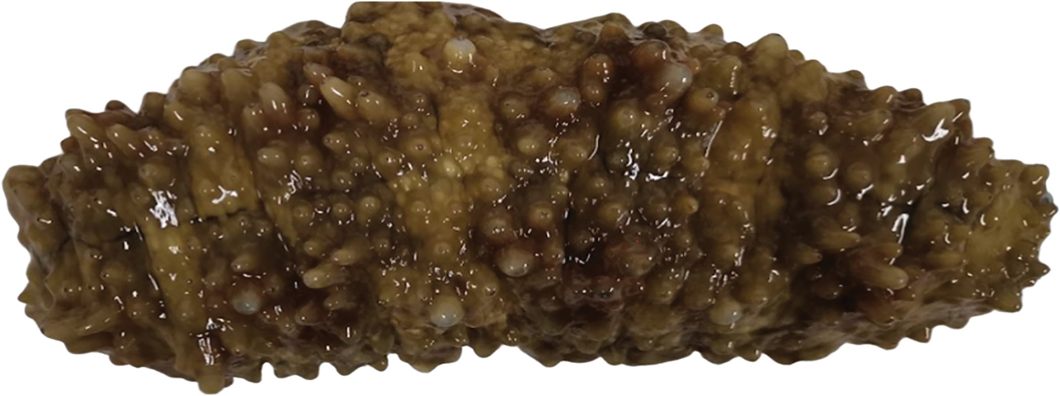 un adulto S. horrens cosecha de Anda, Pangasinan en Filipinas. Y sí, realmente parece familiar.