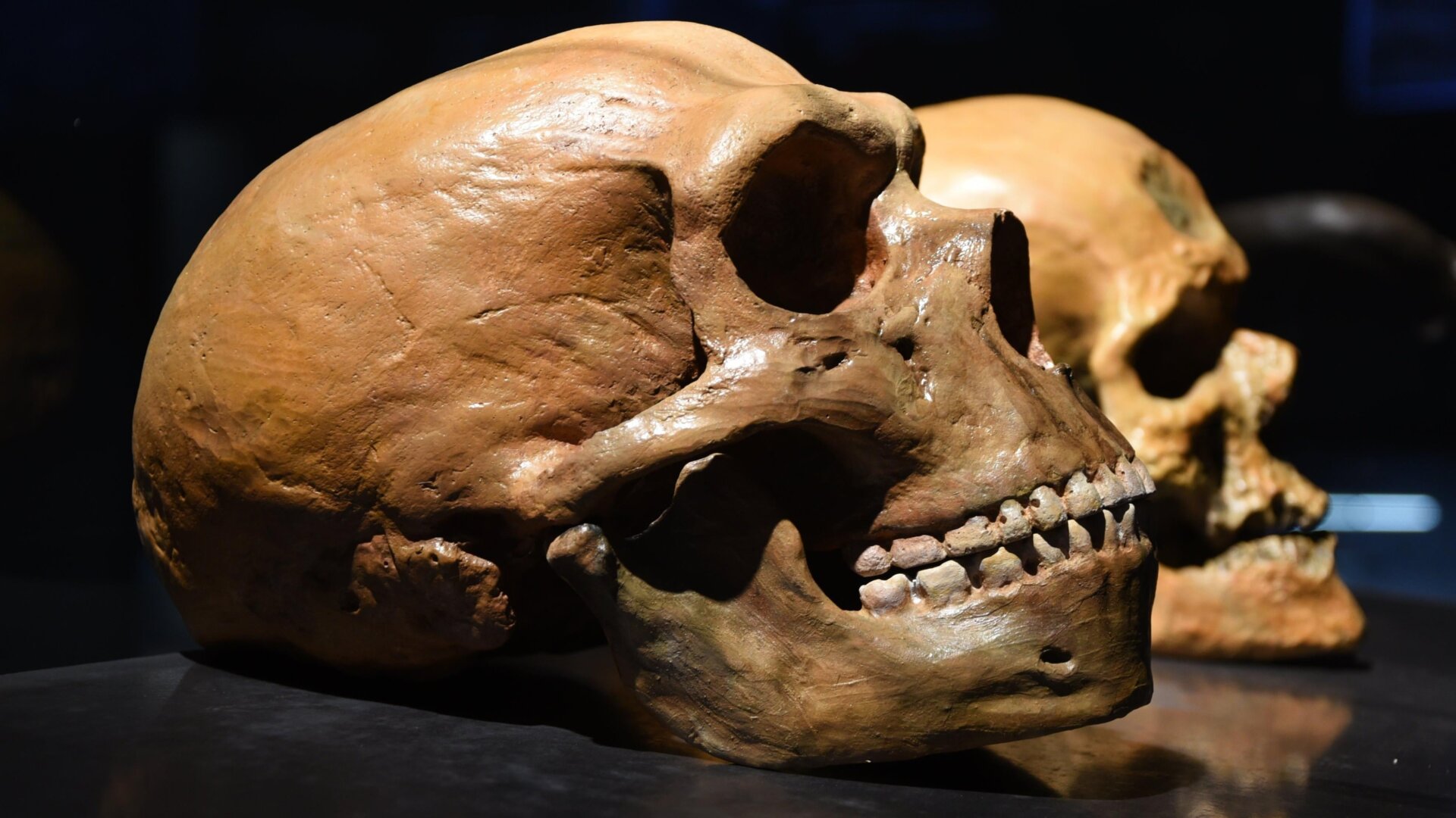 Un cráneo de neandertal junto a uno humano moderno.