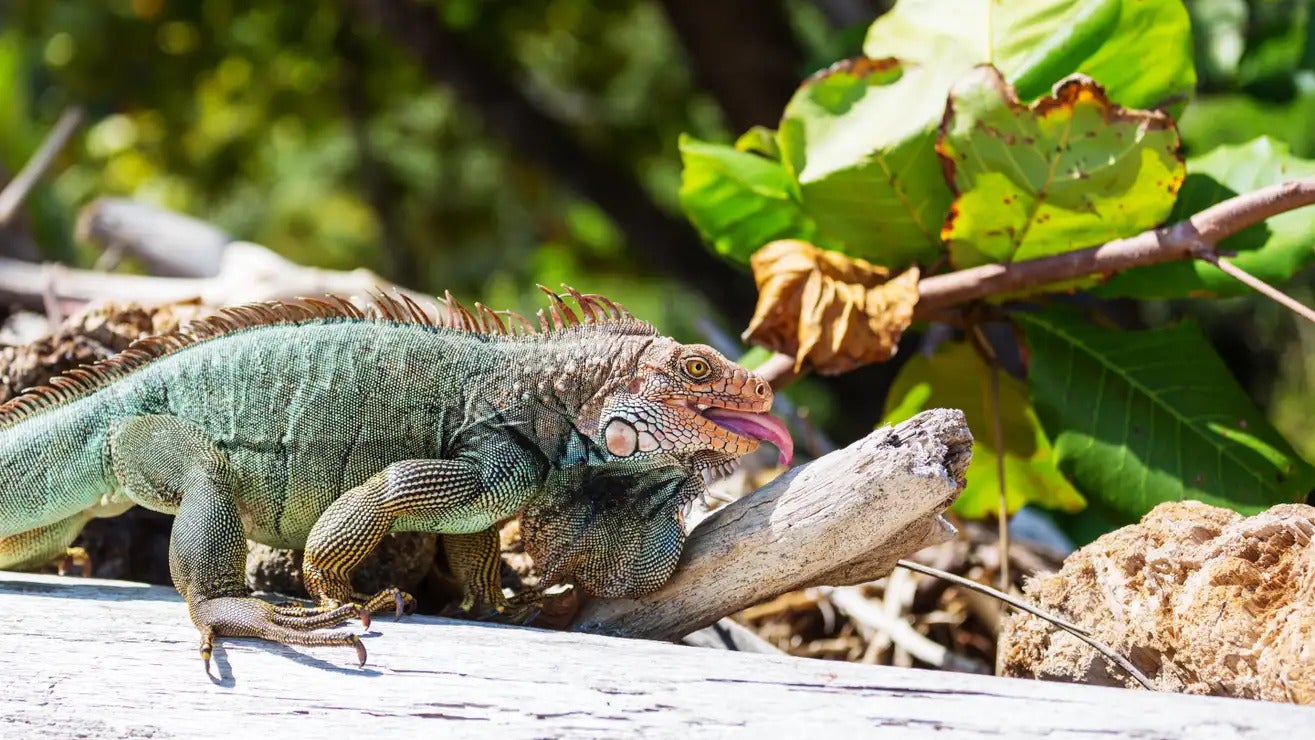 Una iguana verde salvaje en Costa Rica.