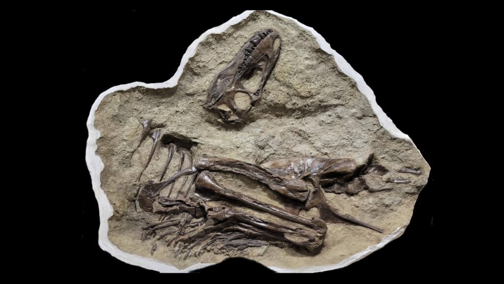 Photo: Darla Zelenitsky, University of Calgary (specimen courtesy of Royal Tyrrell Museum)