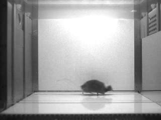 Un ratón de pelaje oscuro se acicala después de verse en un espejo.