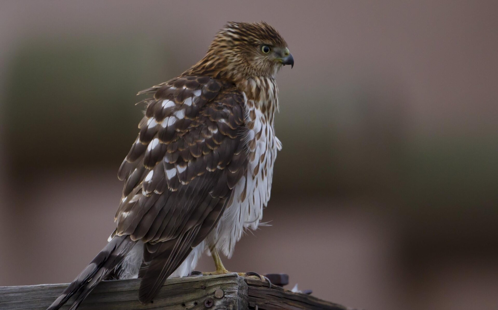 Un halcón de Cooper juvenil, que pronto pasará a llamarse.