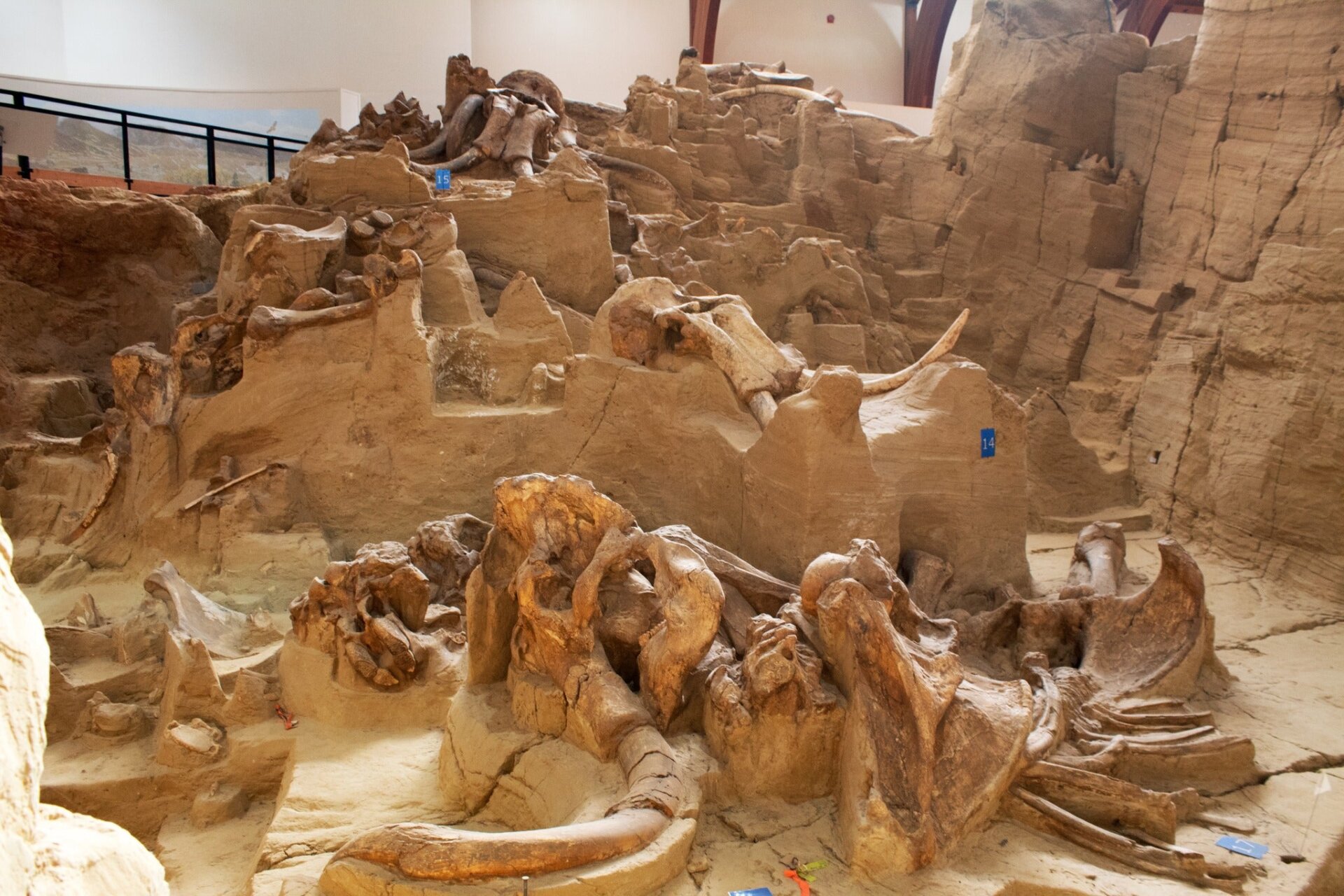 Fósiles de mamut en The Mammoth Site.