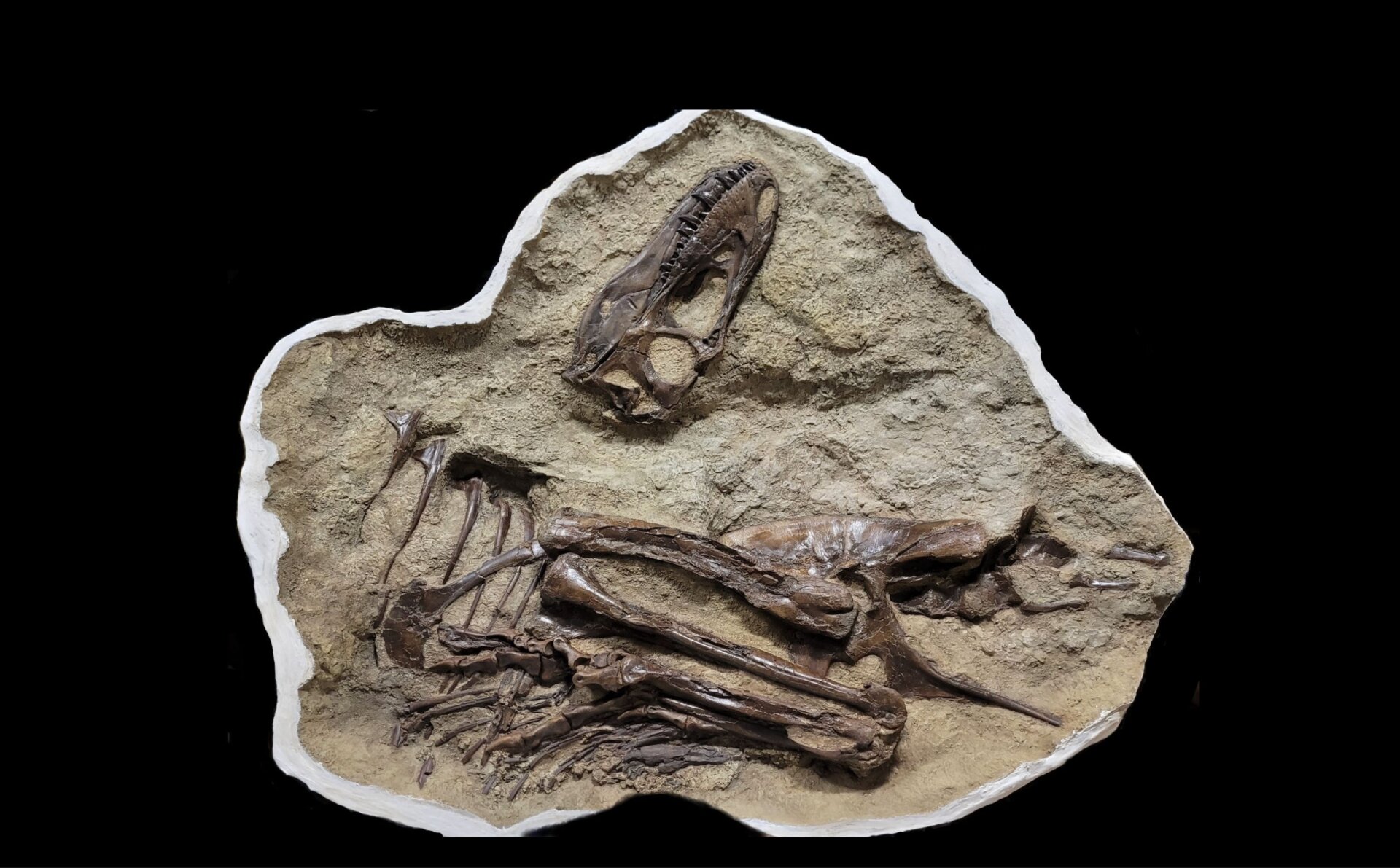 El espécimen de gorgosaurio con su contenido intestinal.