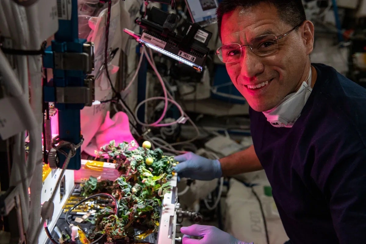 Rubio atendiendo la cosecha de tomate a bordo de la ISS.