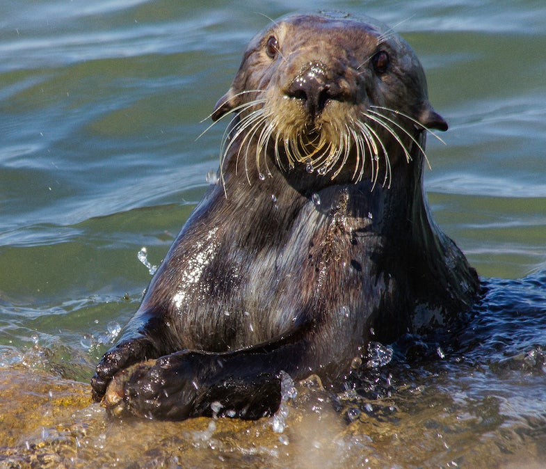 Una nutria golpea un mejillón contra una roca para abrirlo.