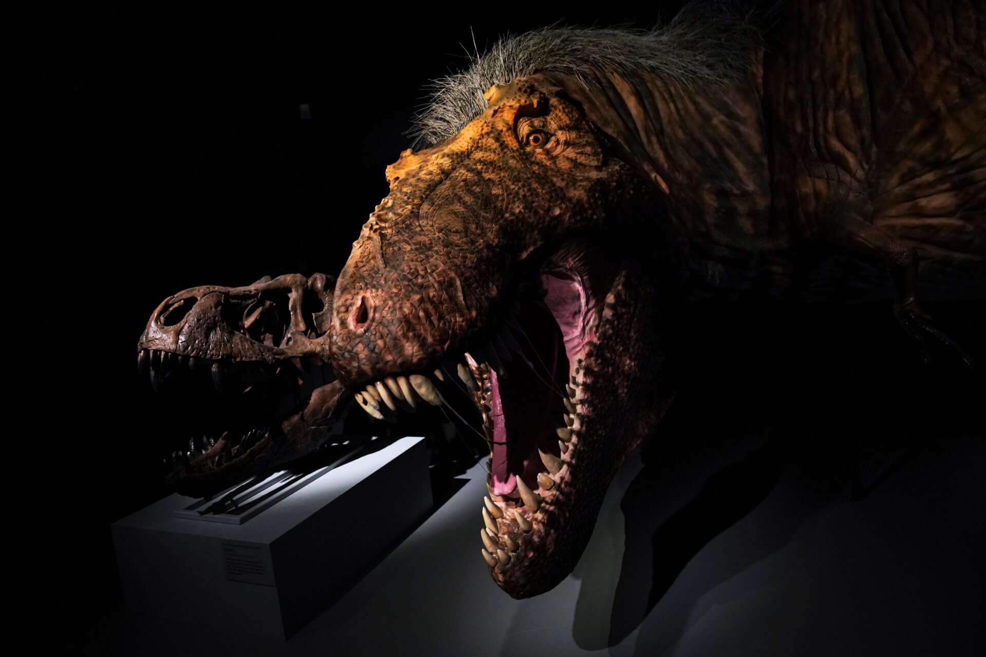 Un modelo de T. Rex en exhibición en Nueva York.
