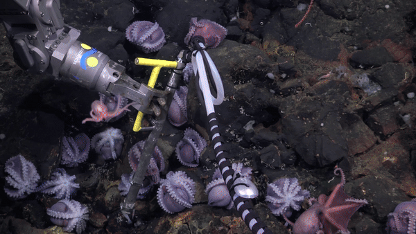 Un pequeño pulpo se impulsa a través de las profundidades del mar.