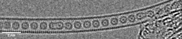Átomos de criptón apiñados en sus jaulas de buckybolas en el nanotubo.