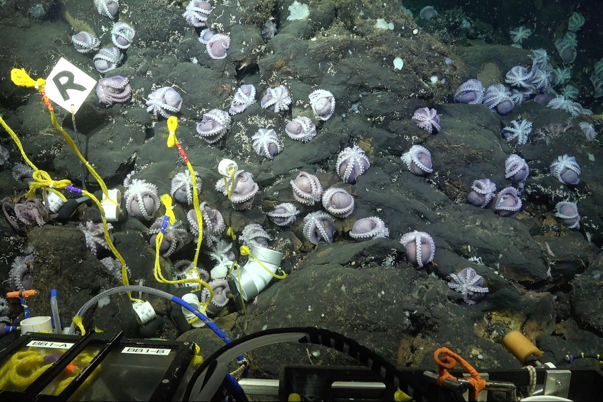 Photo: Schmidt Ocean Institute