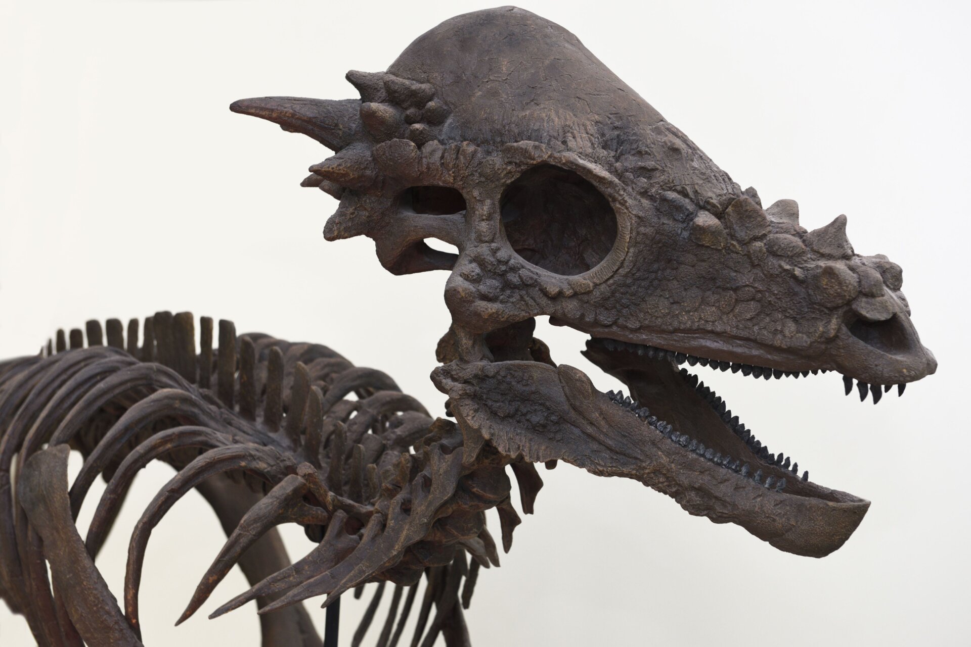 Un elenco de Pachycephalosaurus.
