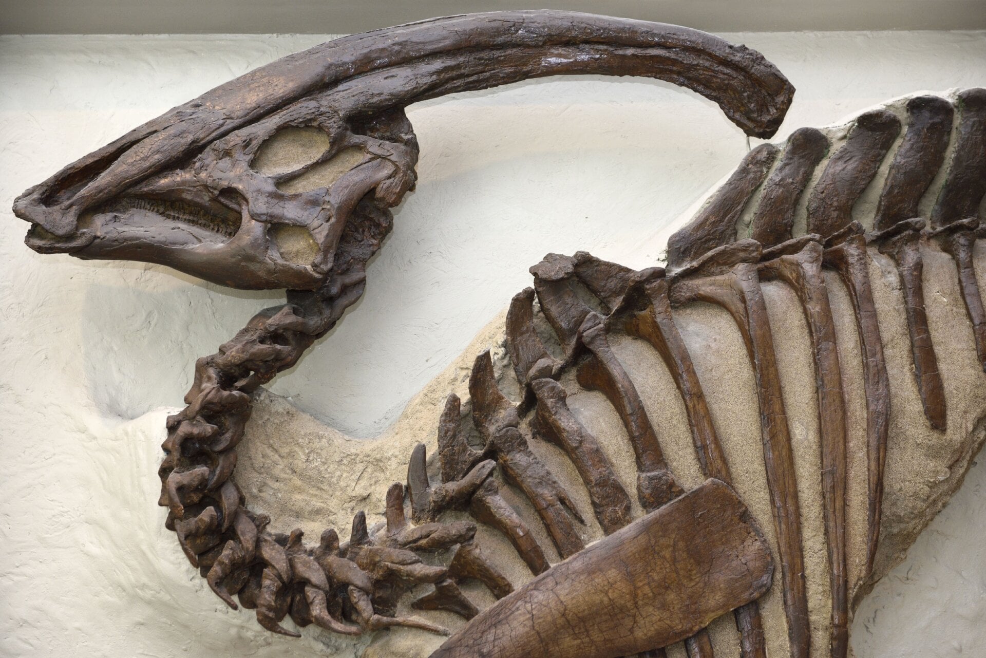 Un esqueleto de Parasaurolophus en el ROM Toronto.