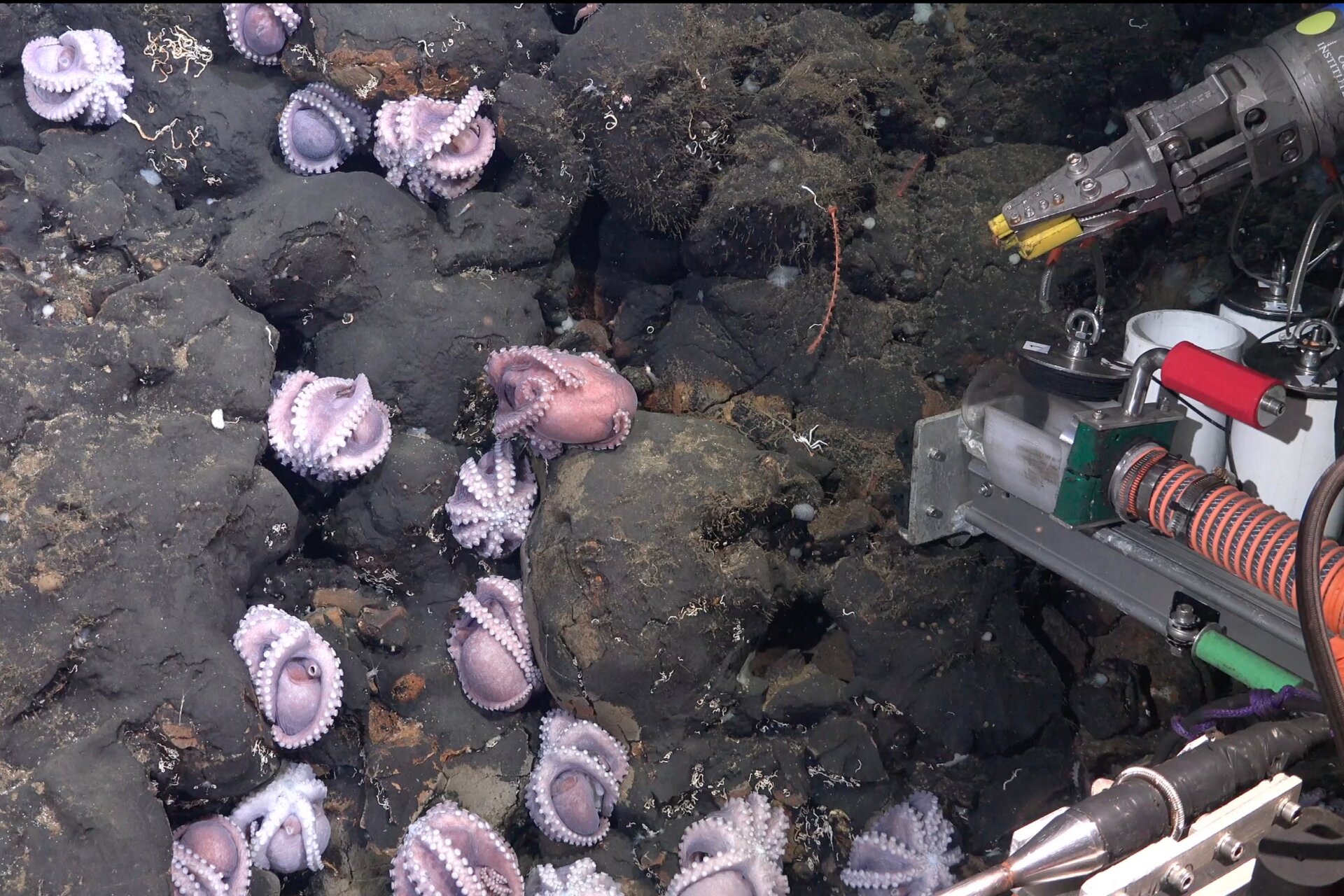 Photo: Schmidt Ocean Institute