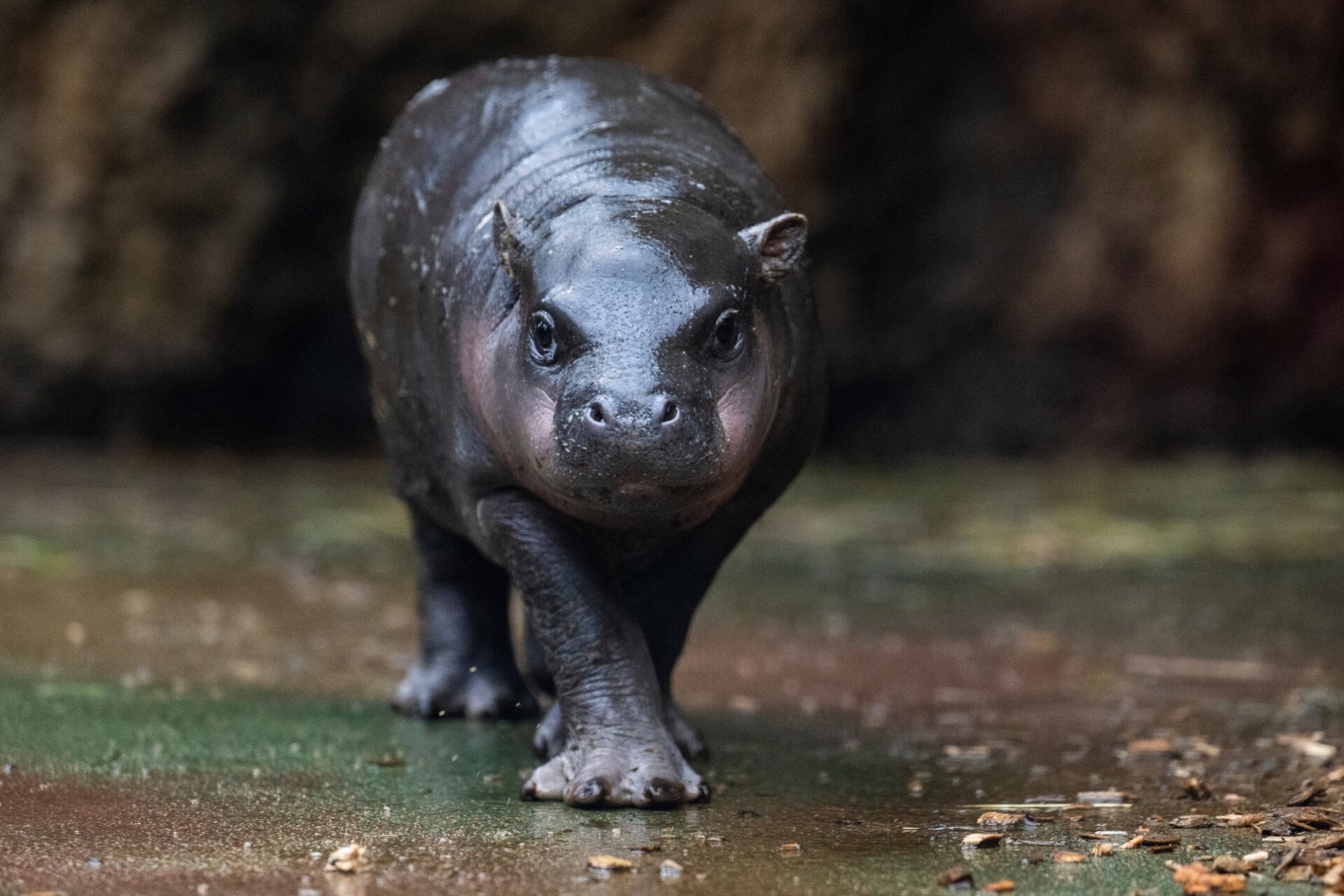 Mikolas mostrando su pavoneo.