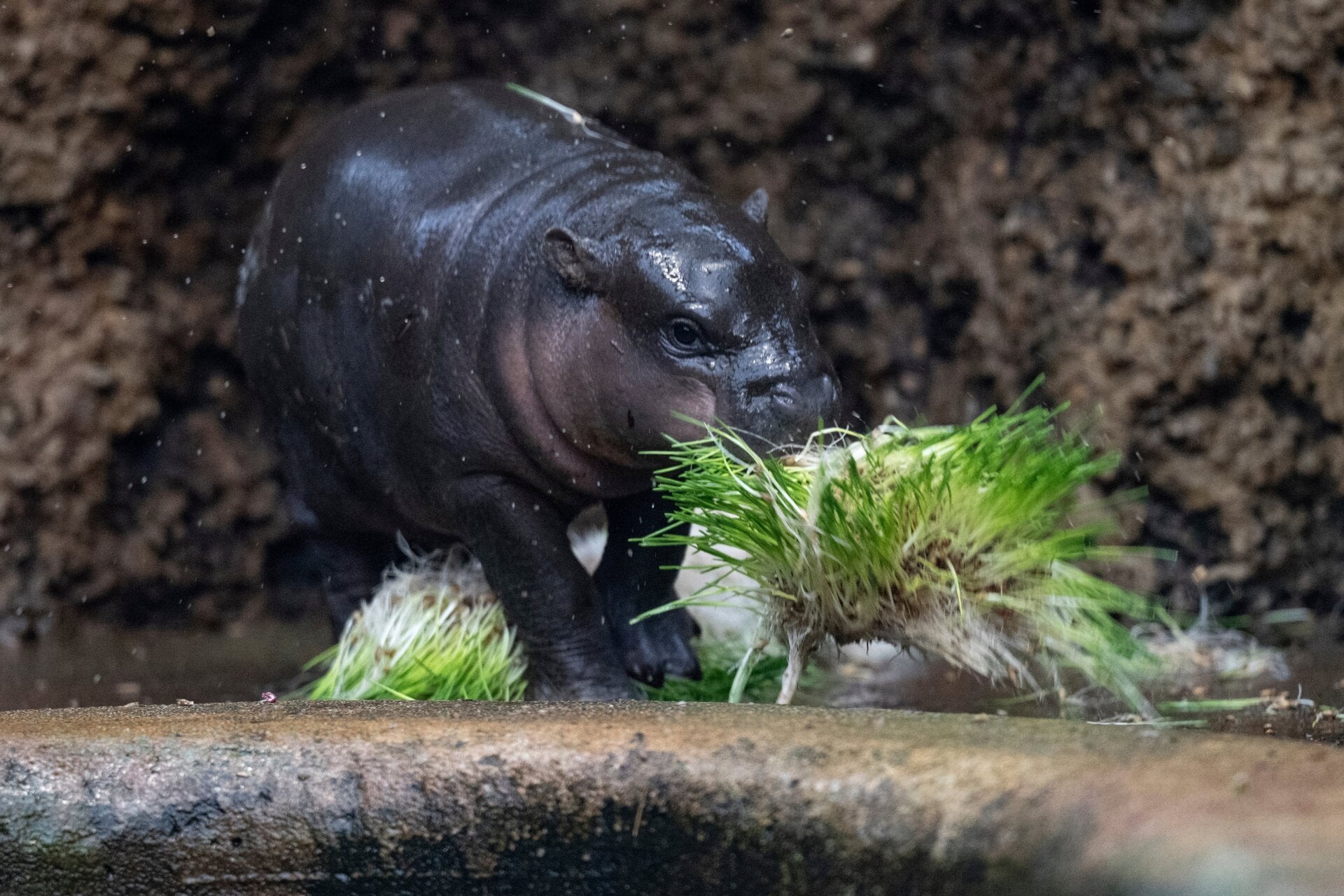 Mikolas aprendiendo a nom.
