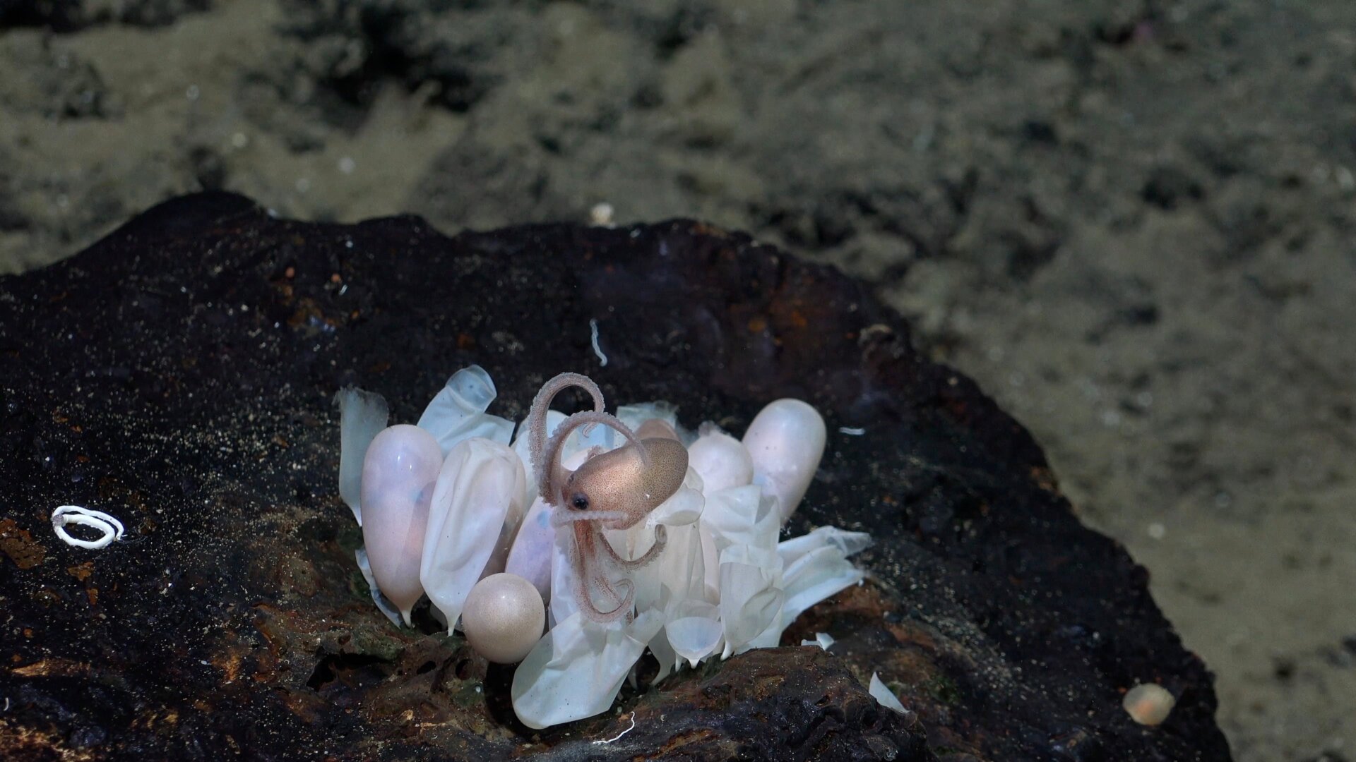 Photo: Schmidt Ocean Institute