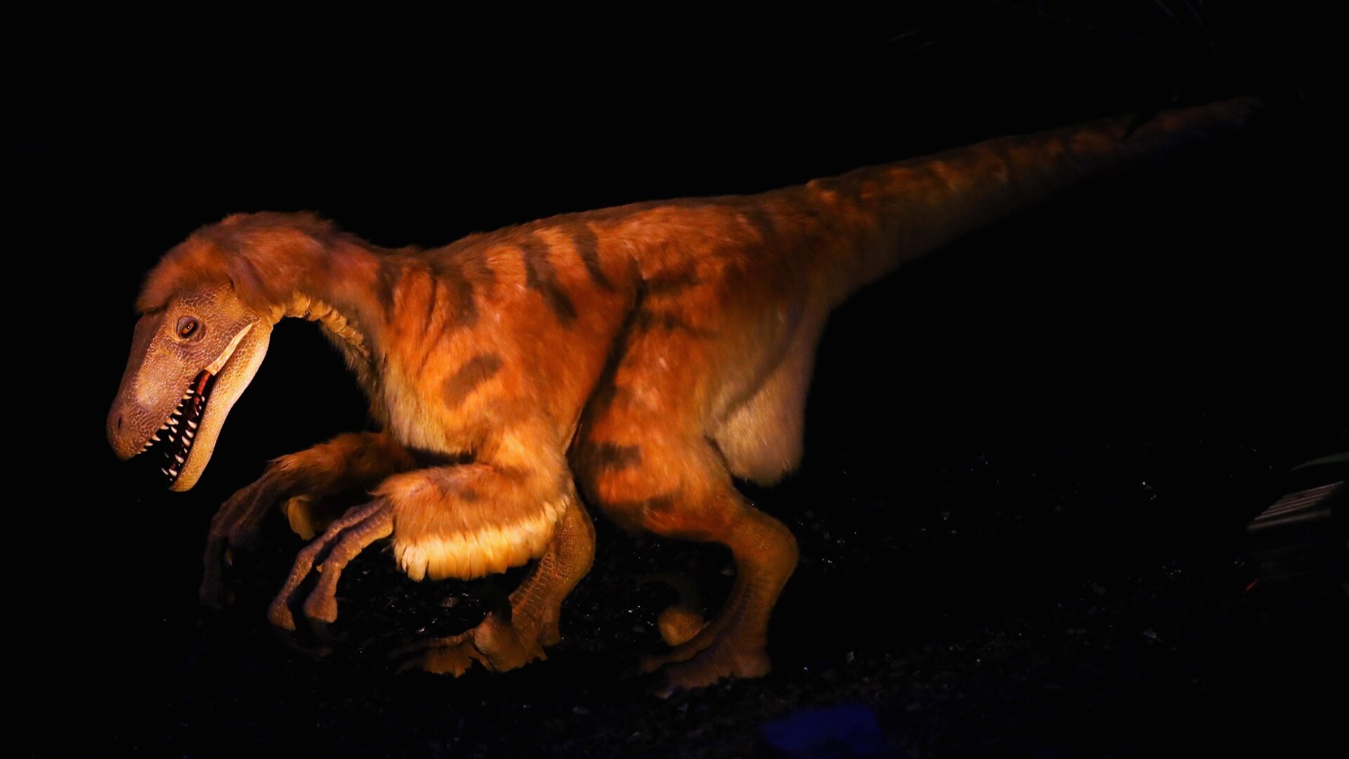 Un modelo de Deinonychus en Leiden, Países Bajos.