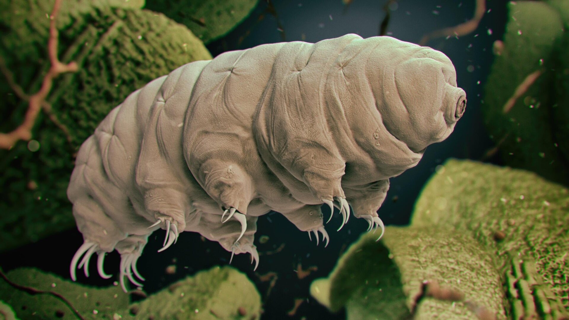 Una ilustración 3D de un tardígrado.