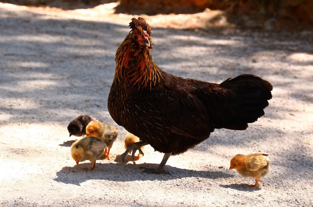 Una gallina con pollitos.