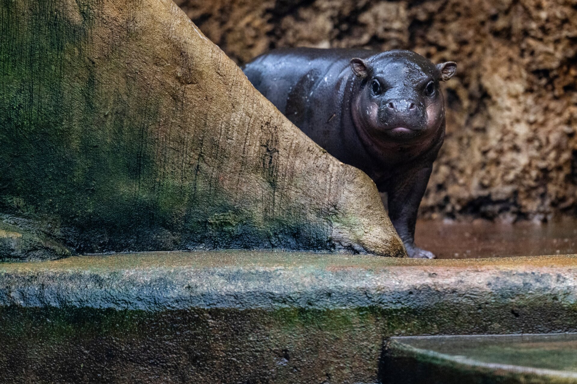Un Mikolas quizás tímido.