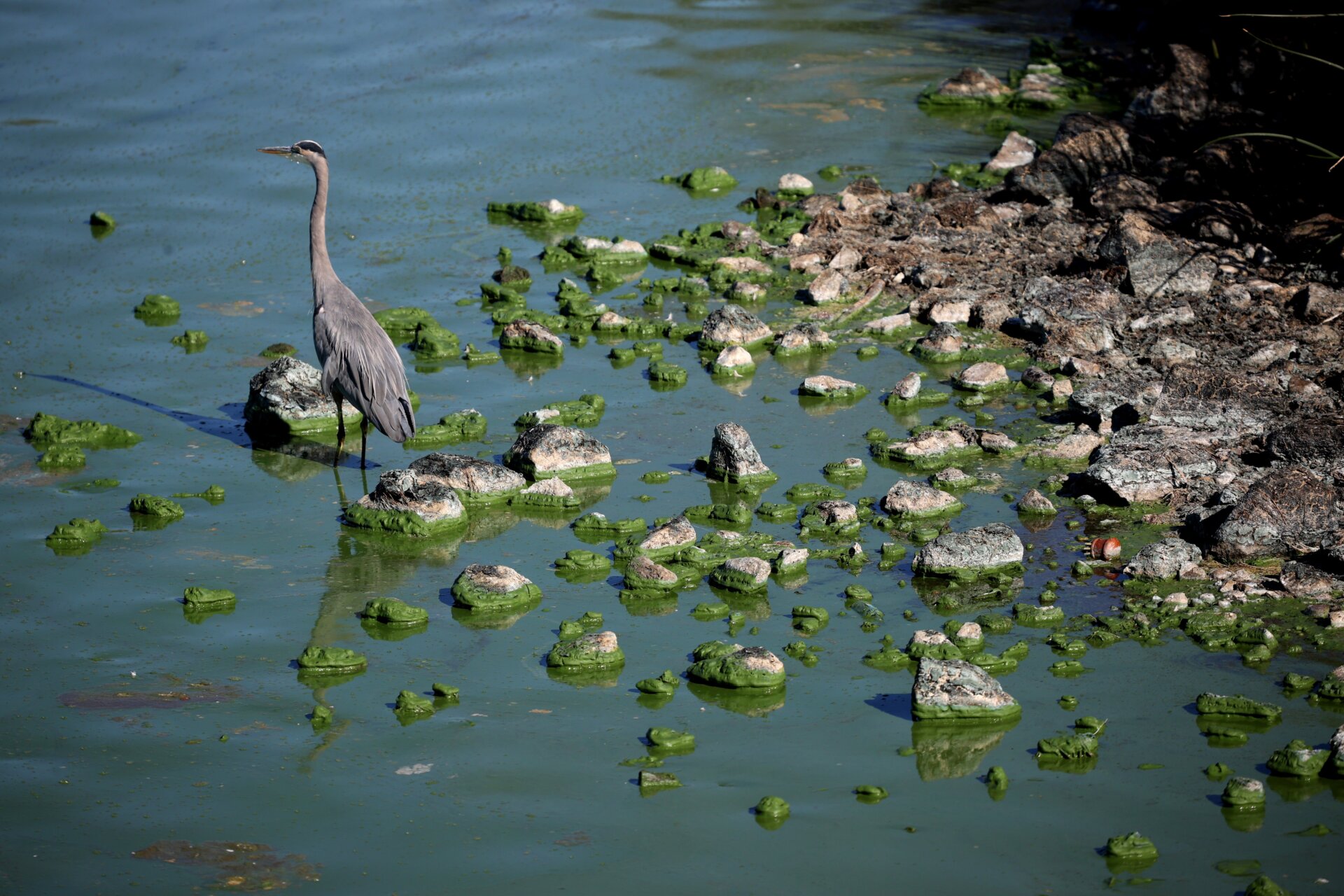 Las algas verdiazules, que causan la proliferación de algas nocivas, son cianobacterias.