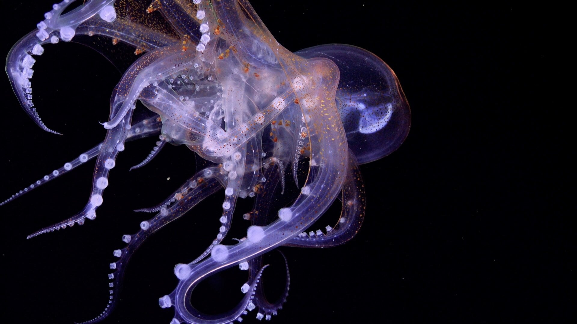 Photo: Schmidt Ocean Institute