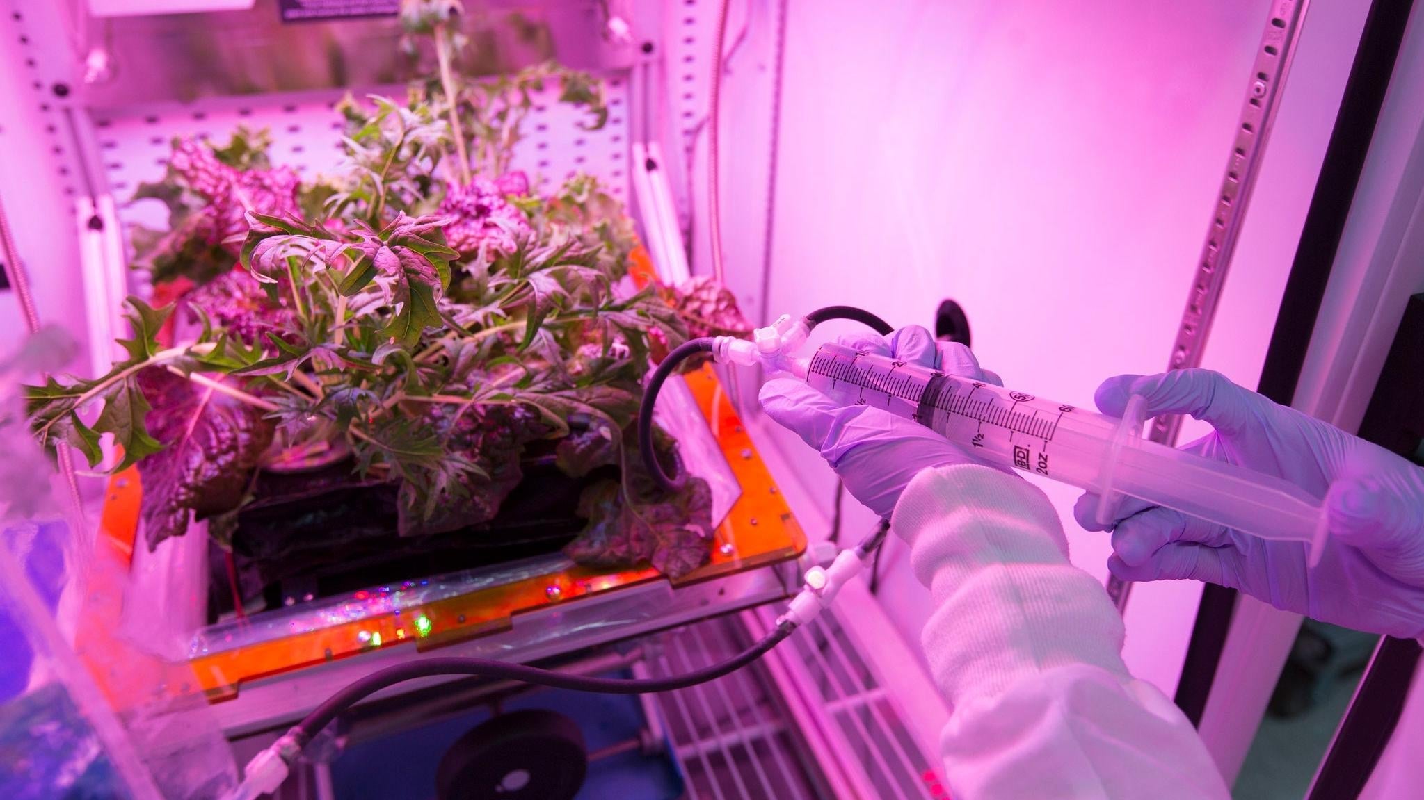 Los astronautas añaden agua y nutrientes a las plantas en el hardware Veggie a bordo de la ISS.