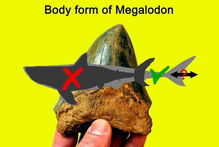 Un gráfico que muestra cómo la forma del cuerpo de O. megalodon puede diferir de las suposiciones anteriores.