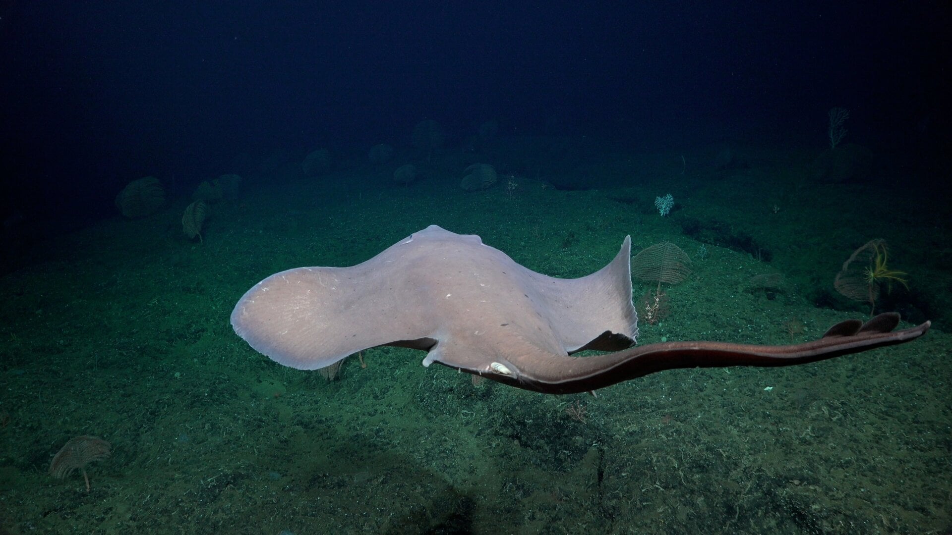 Photo: Schmidt Ocean Institute
