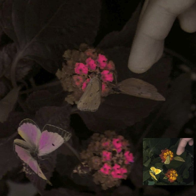 El novedoso sistema de cámara del equipo se utilizó para representar la visión en color de tres mariposas anaranjadas de azufre de un pájaro sensible a los rayos UV (Colias eurytheme) en su entorno natural. El cuadro interior muestra lo que vería una persona típica.