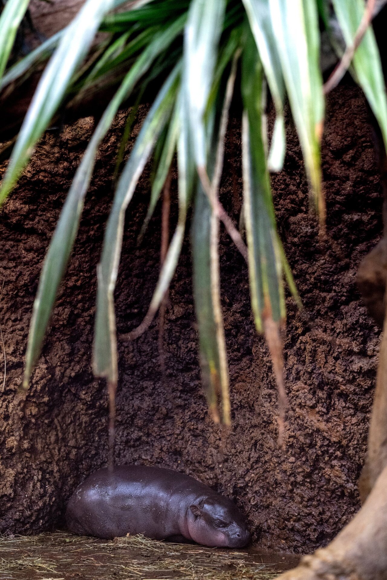 Un descansando Mikolas.