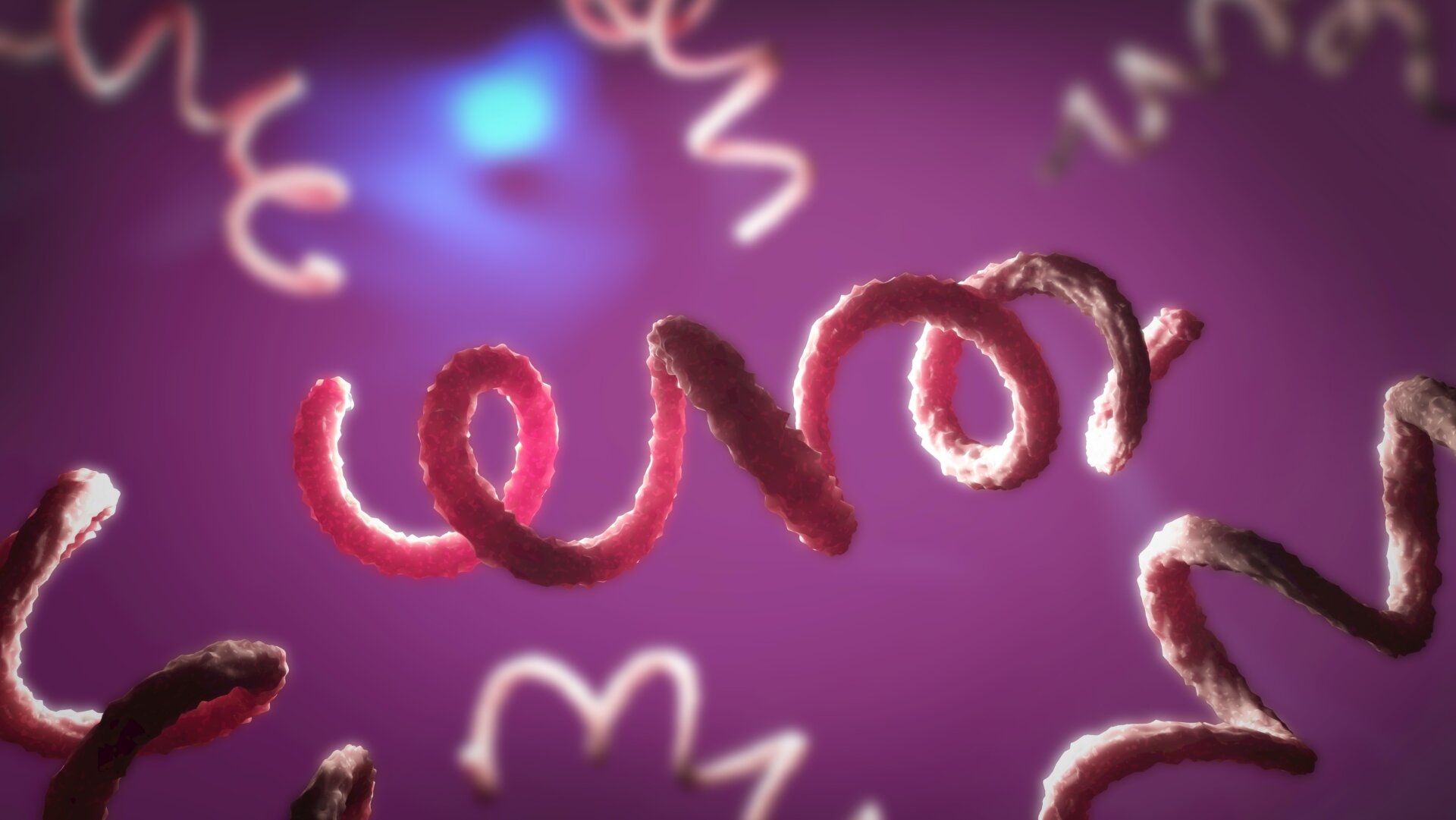 Una ilustración 3D de Treponema pálido, las bacterias que causan la sífilis.