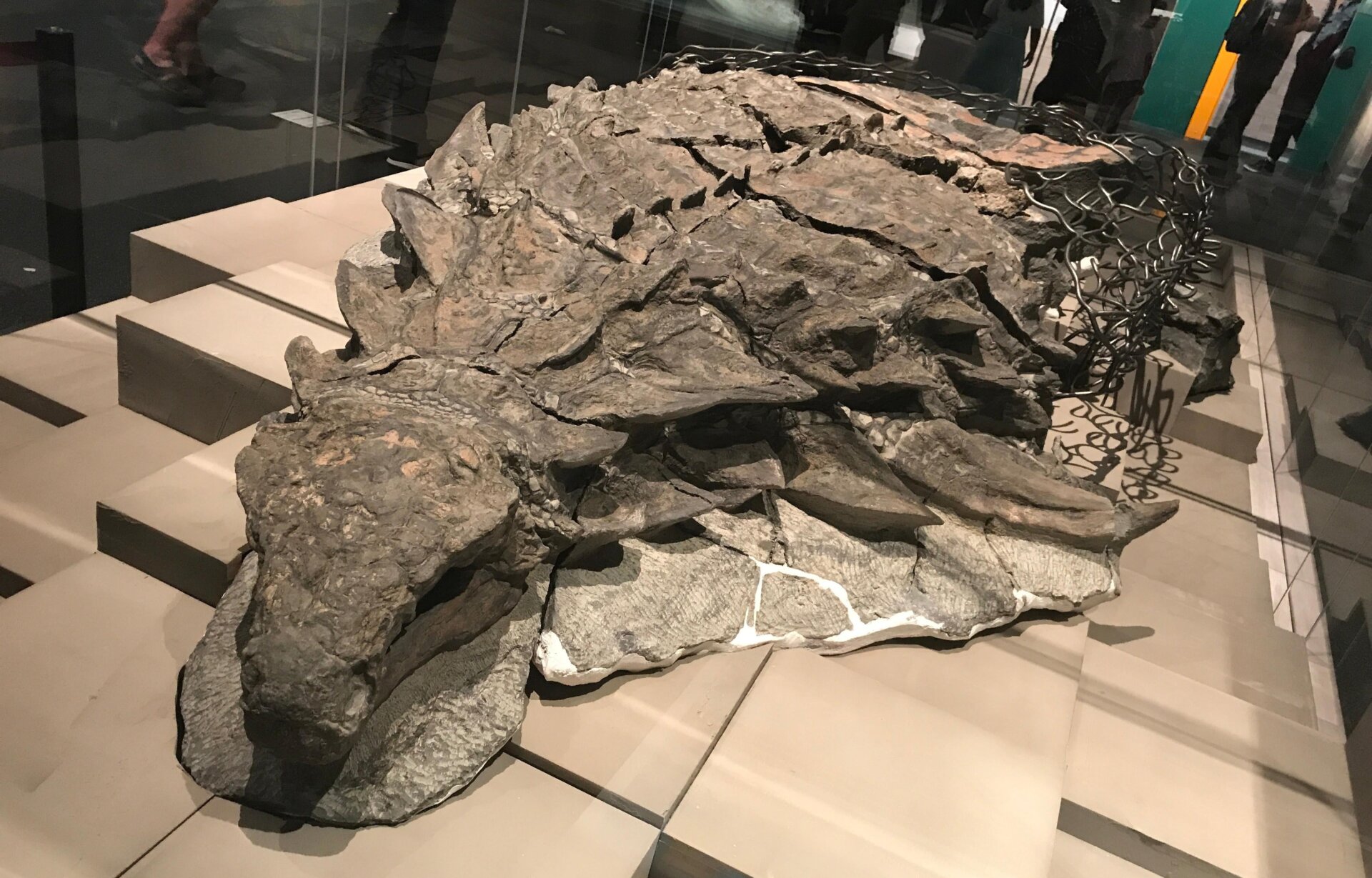 El holotipo de Borealopelta. ¿No es impresionante?