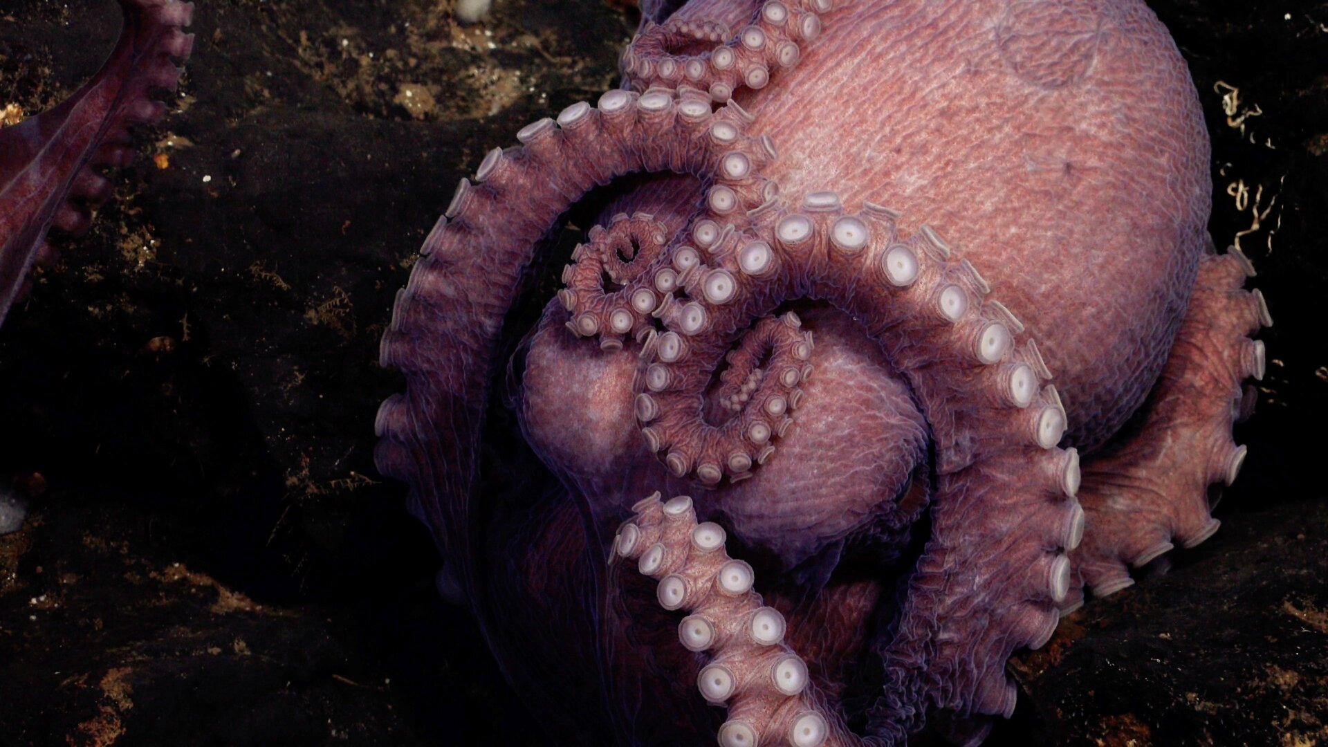 Photo: Schmidt Ocean Institute
