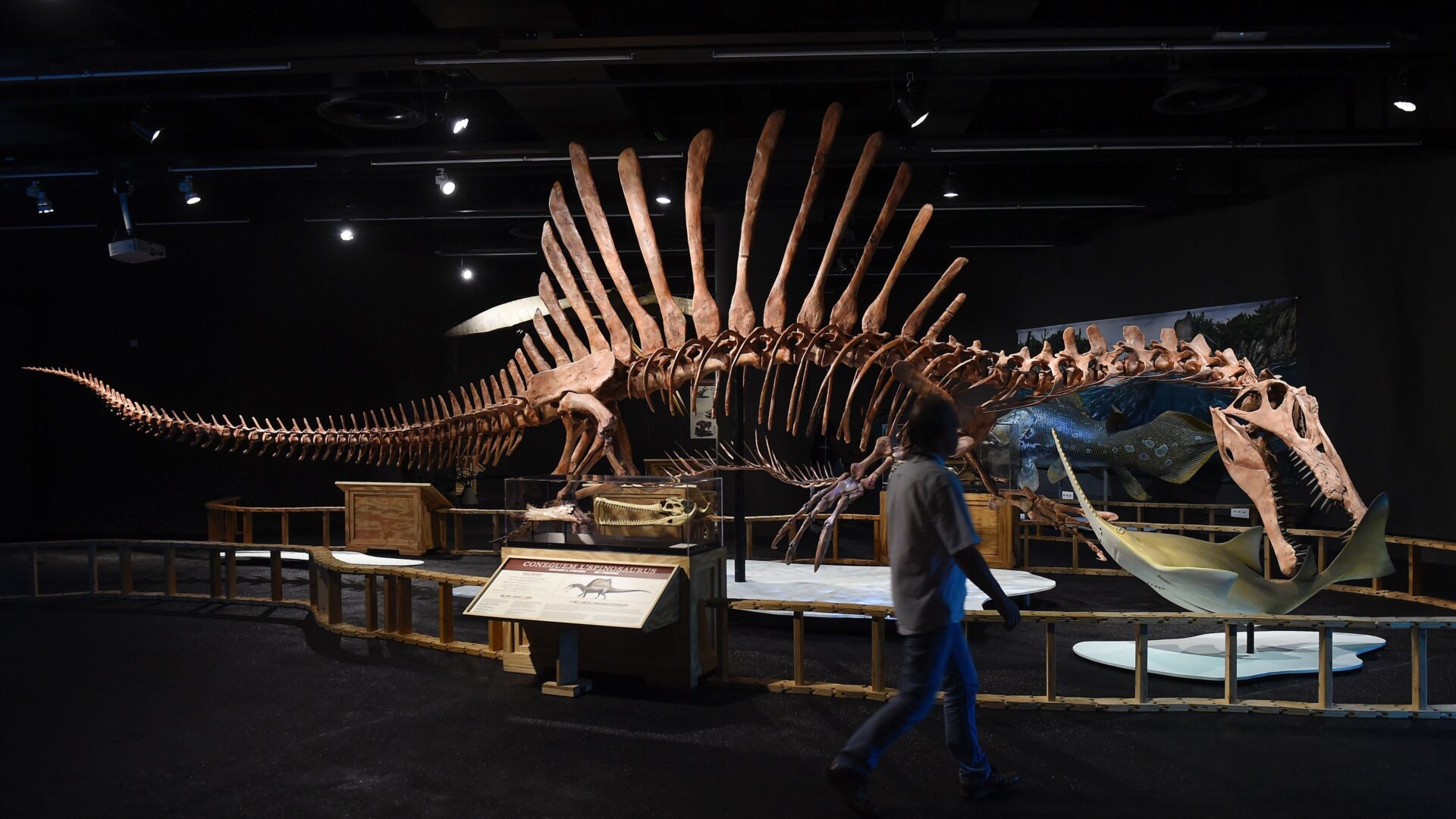 Un esqueleto de Espinosaurio en Barcelona.