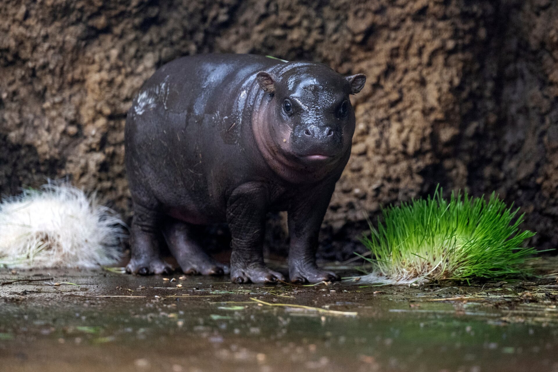 Los ojos de los hipopótamos pigmeos están más hacia los lados, en lugar de hacia el frente, como ocurre con los hipopótamos comunes.