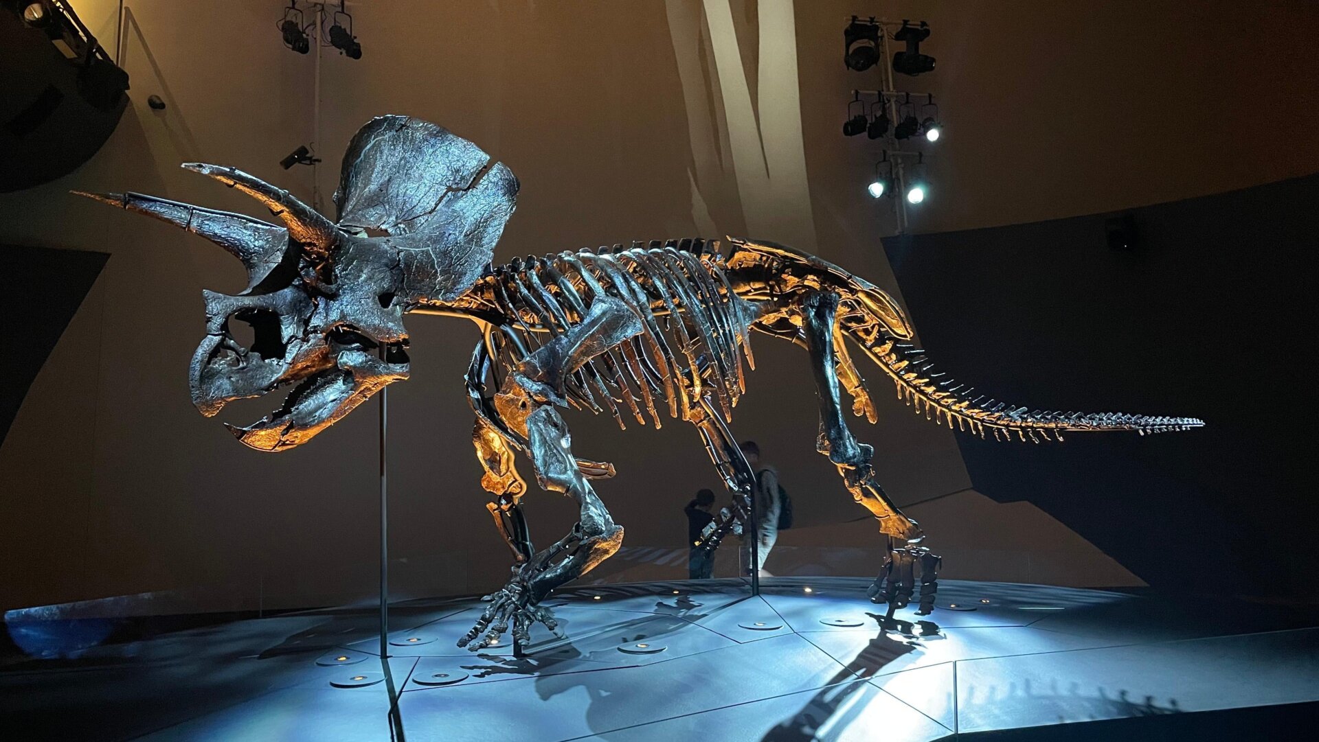 Un fósil de Triceratops. Observe los cuernos.