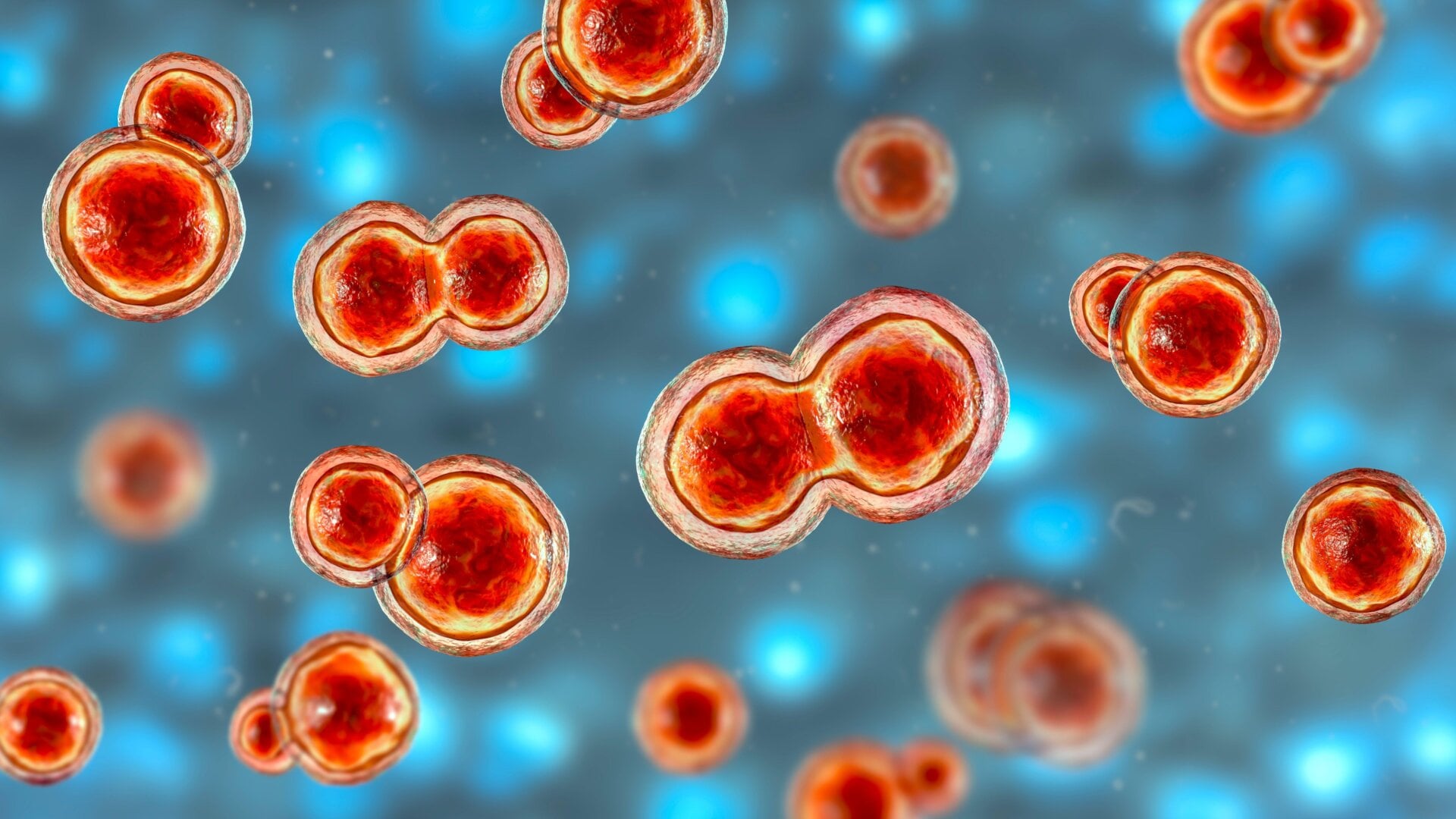 Una ilustracion de Blastomyces dermatitidis hongos, una causa común de blastomicosis.