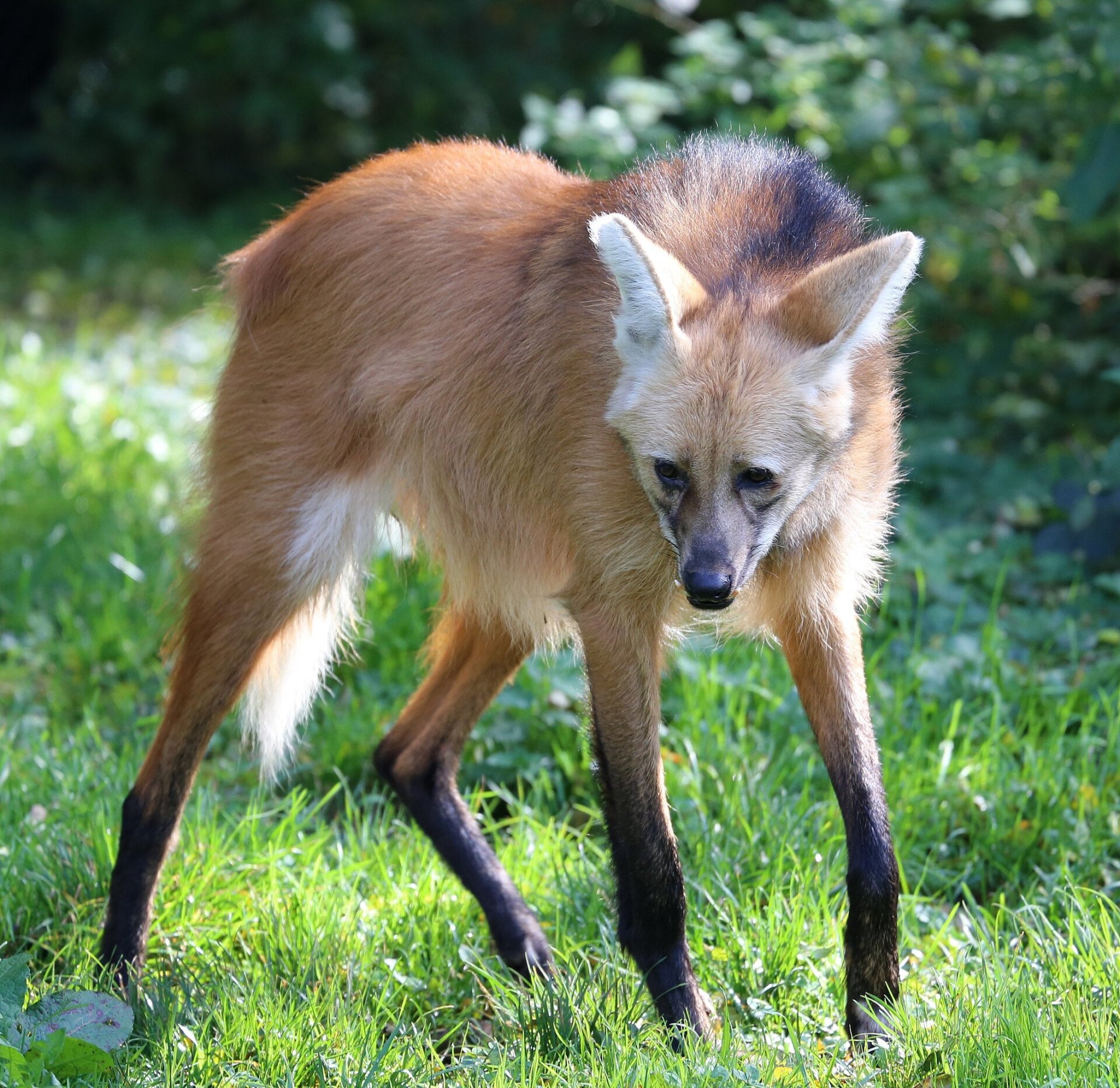 un lobo de crin