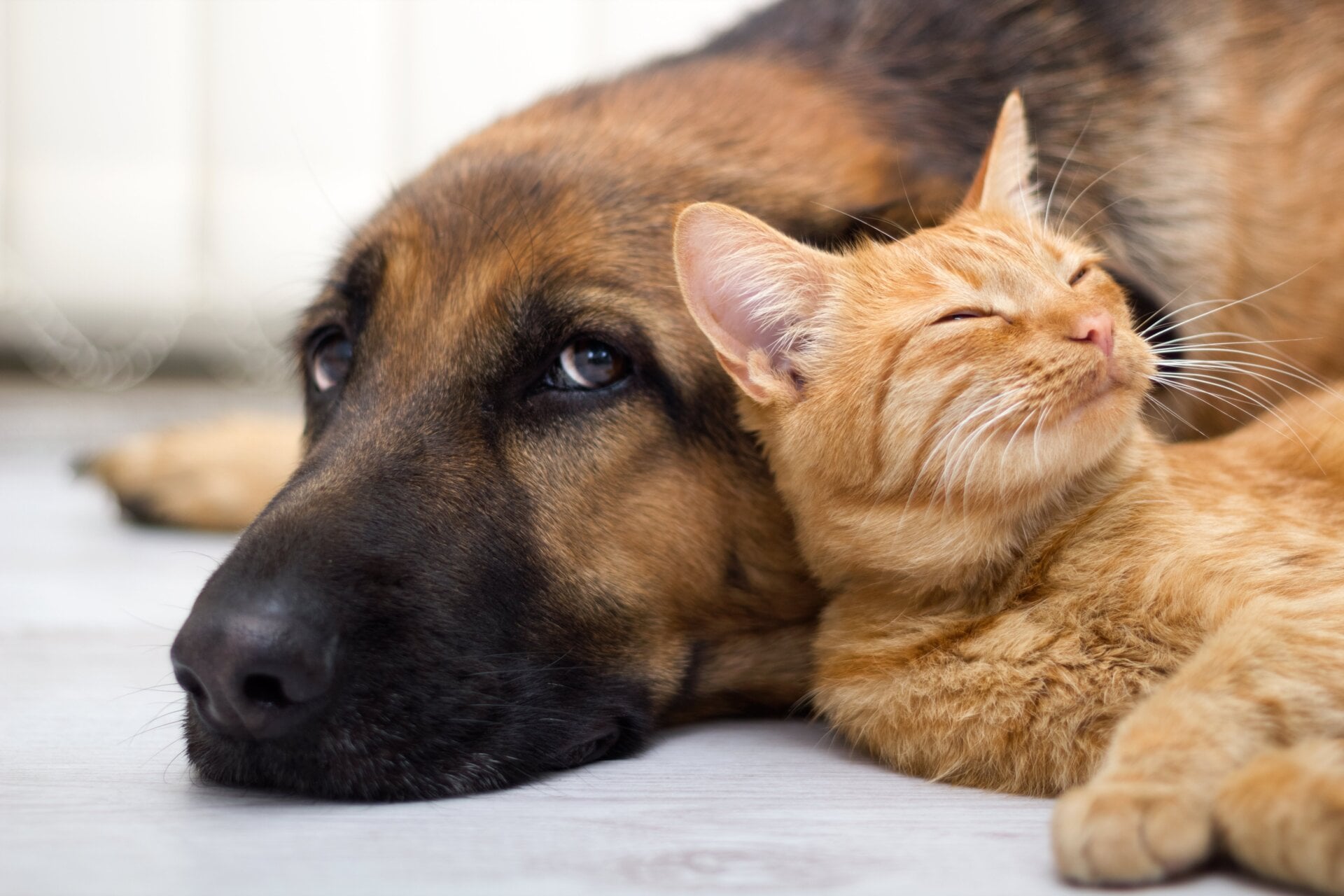 Un gato y un perro acostados juntos.