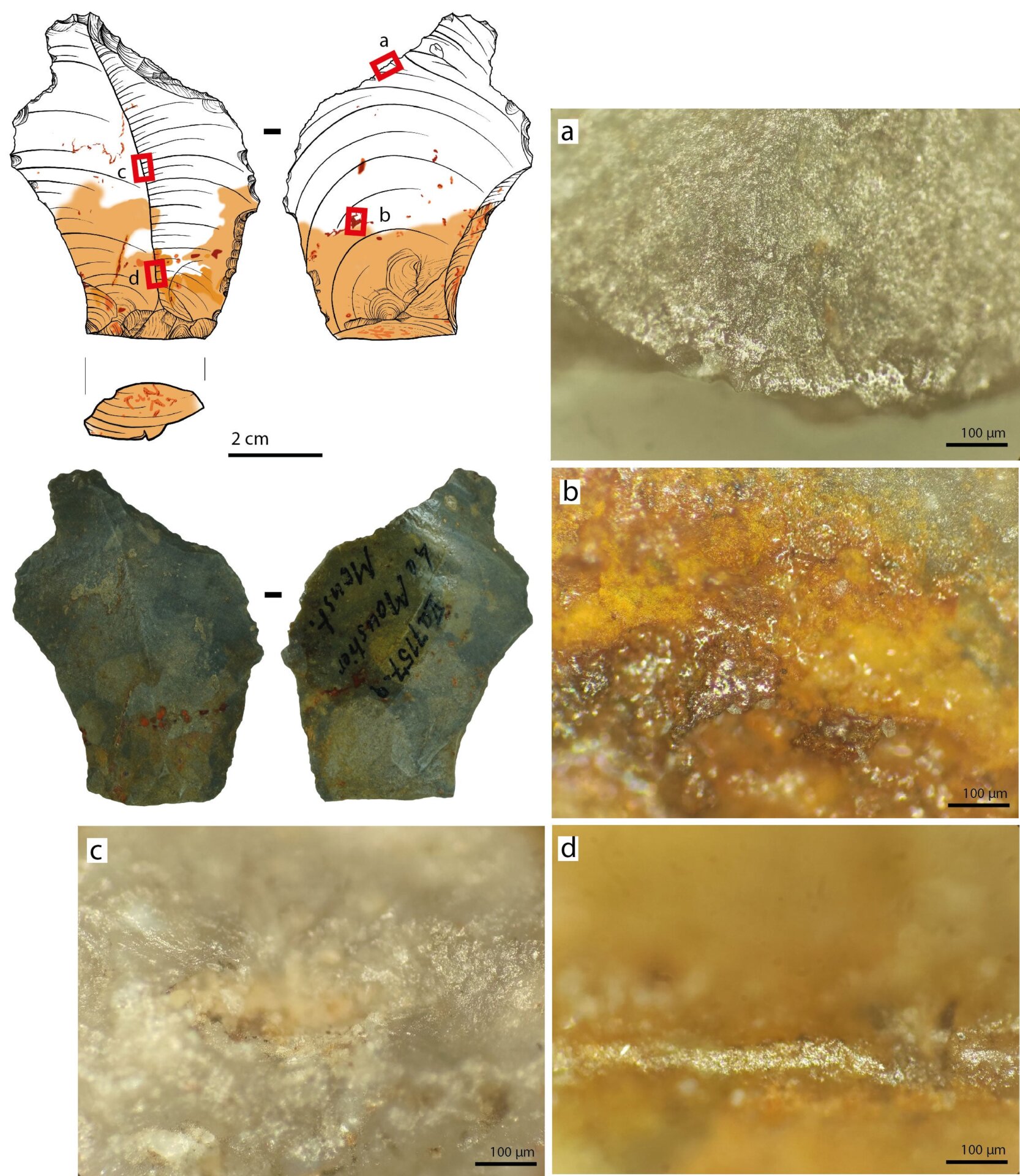 Micrografías que muestran el desgaste de una herramienta neandertal.
